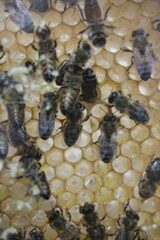 Close up view of the working bees on honey cells