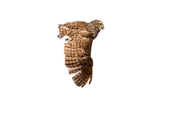 Burrowing Owl (Athene cunicularia) Photo in Flight on a Transparent Background