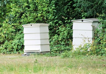 bee Hives row in an apiary with bees flying to the landing boards. Apiculture