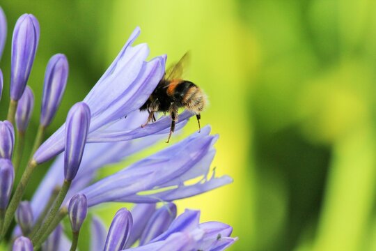 Save the bumble bee on green Blue, African Lily flower on green  African agapanthus  with wasp bumble bee collecting pollen pollination stock, photo, photograph, image, picture, 