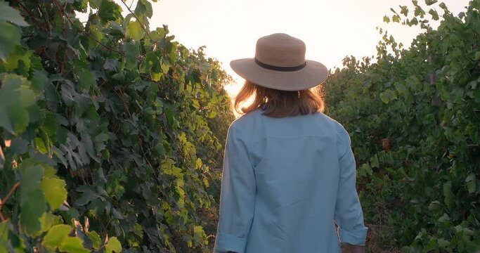Back of woman farmer inspecting the vineyards during wine harvest season. Winery farm at sunset. Small family business