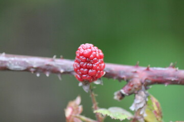 Fototapeta premium boysenberry fruit berry growing on bush 