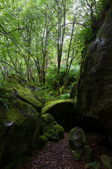 Fototapeta premium In the Scottish forests 