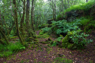 Fototapeta na wymiar A path in the Scottish forest
