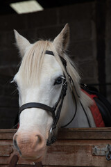 Close up portrait of a white pony 
