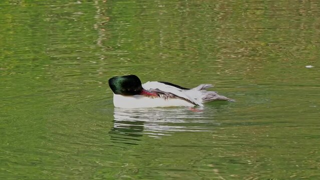Common Merganser, Goosander, Mergus merganser swimming on the Kleinhesseloher Lake in the English Garden at Munich, Germany