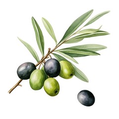 Olive branch isolated