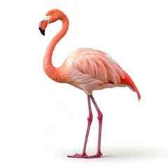 Fotobehang Pink flamingo isolated © olegganko