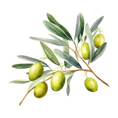 Olive branch isolated