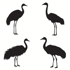Ostrich silhouettes and icons. Black flat color simple elegant Ostrich animal vector and illustration.