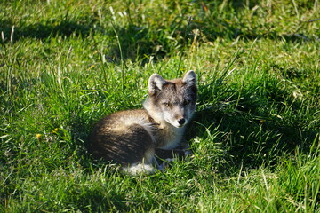Polarfuchs Island