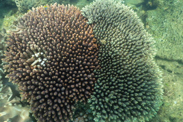 Naklejka na ściany i meble bleaching corals in fitzroy island ,australia.
