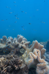 Naklejka na ściany i meble corals in fitzroy island ,australia.