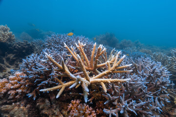 Fototapeta na wymiar corals in fitzroy island ,australia.