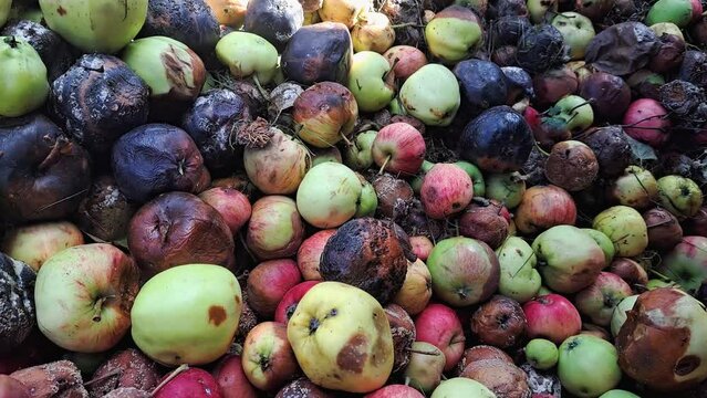 A large number of spoiled apples in the compost.