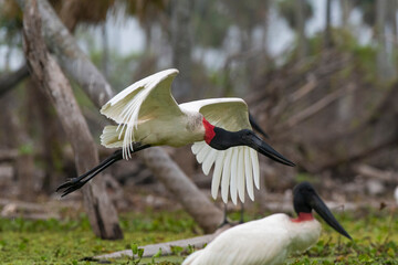 Jabiru Stork in flight, in wetland environment, La Estrella Marsh, Formosa Province, Argentina.