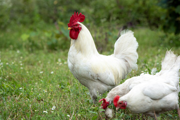 Portrait of a white rooster and two hen walking on a green lawn.
