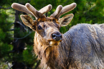 Bull elk (Cervus canadensis) growing it’s antlers during spring in Grand Teton national Park 
