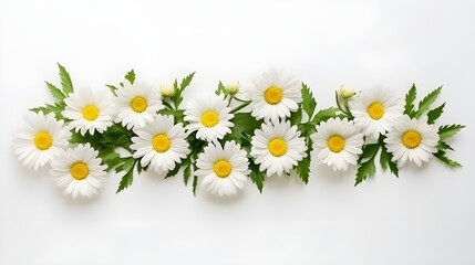 Obraz premium Chamomile flower bouquet isolated on transparent background. Daisy flower, medical plant. Chamomile flower for your design