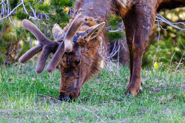 Bull elk (Cervus canadensis) grazing on grass during spring with velvet antlers in Grand Teton National Park 
