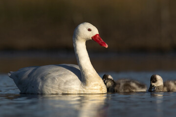 Fototapeta premium Coscoroba swan with cygnets swimming in a lagoon , La Pampa Province, Patagonia, Argentina.