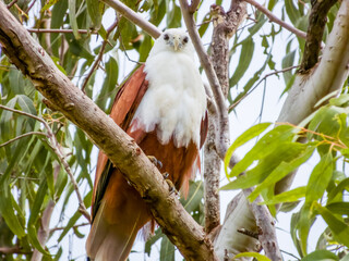 Brahminy Kite in Queensland Australia