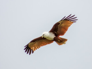Obraz premium Brahminy Kite in Queensland Australia