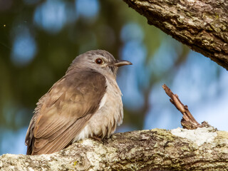 Brush Cuckoo in Queensland Australia