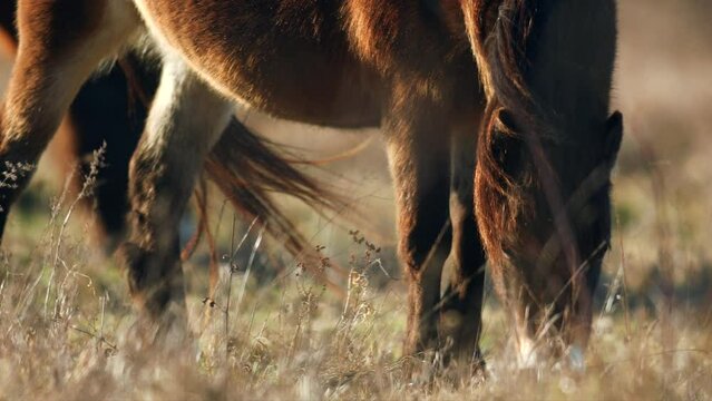 Detail of grazing sunlit wild exmoor pony horses in late autumn nature steppe habitat in Milovice, Czech republic. Protected animals considered as horse ancestor maintain the environment of steppe