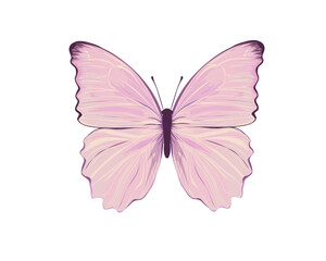 butterfly isolated on white