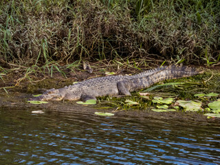 Estuarine Crocodile in Queensland Australia