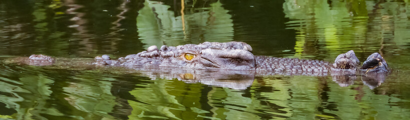 Estuarine Crocodile in Queensland Australia