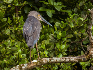 Great-billed Heron in Queensland Australia