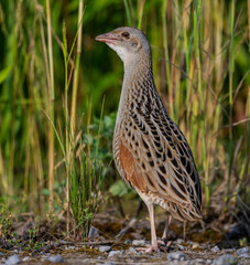 Corn crake