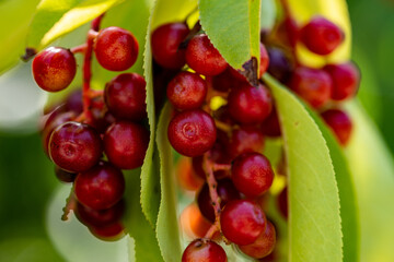 red berries