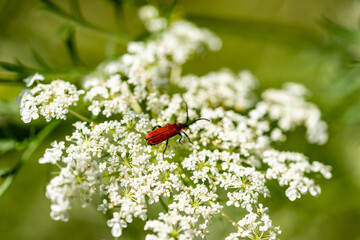 macro meadow