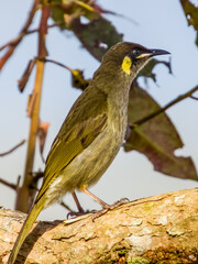 Lewin's Honeyeater in Queensland Australia