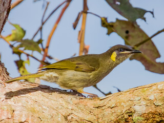 Lewin's Honeyeater in Queensland Australia