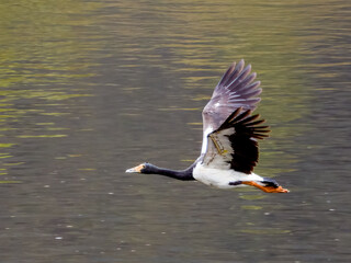 Magpie Goose in Queensland Australia