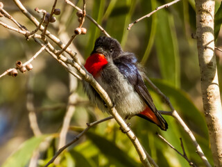 Tiny Mistletoebird in Queensland Australia