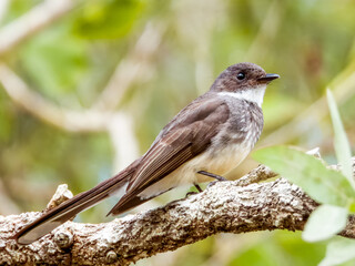 Northern Fantail in Queensland Australia