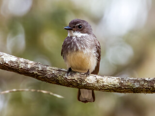 Northern Fantail in Queensland Australia