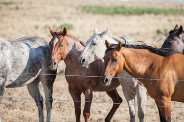 Obraz na płótnie Canvas Horses grazing in a pasture