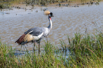 crowned crane in a pond in the masai mara in kenya