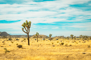 Joshua Trees in the desert