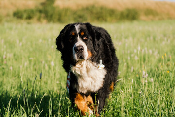 bernese mountain dog