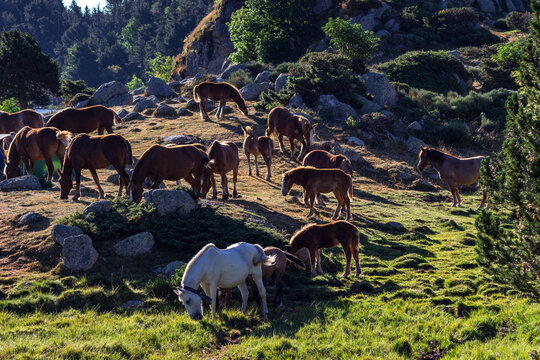 chevaux au lac de Pradeilles