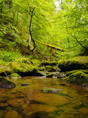 beautiful green forest with its creek and moss covered stones