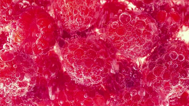 Red raspberry under water in air bubbles. Rubus idaeus.