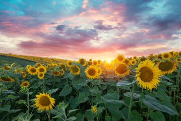 Sunset shining on a sunflower field in the Midwest of the United Stated. High quality photo